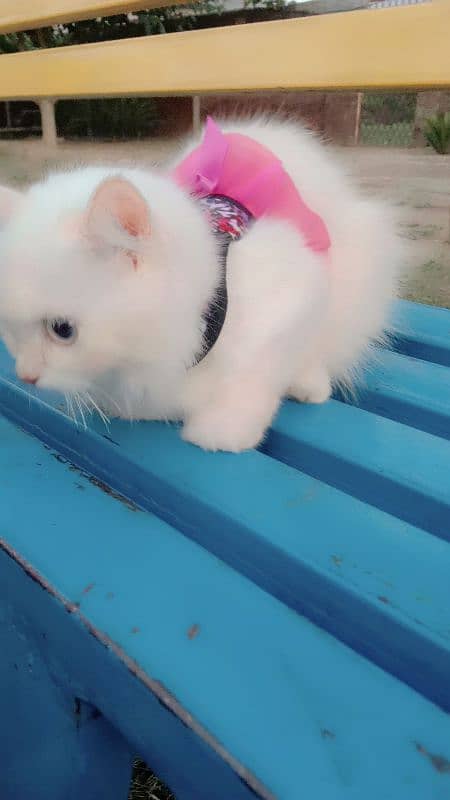 beautiful Persian cat 1