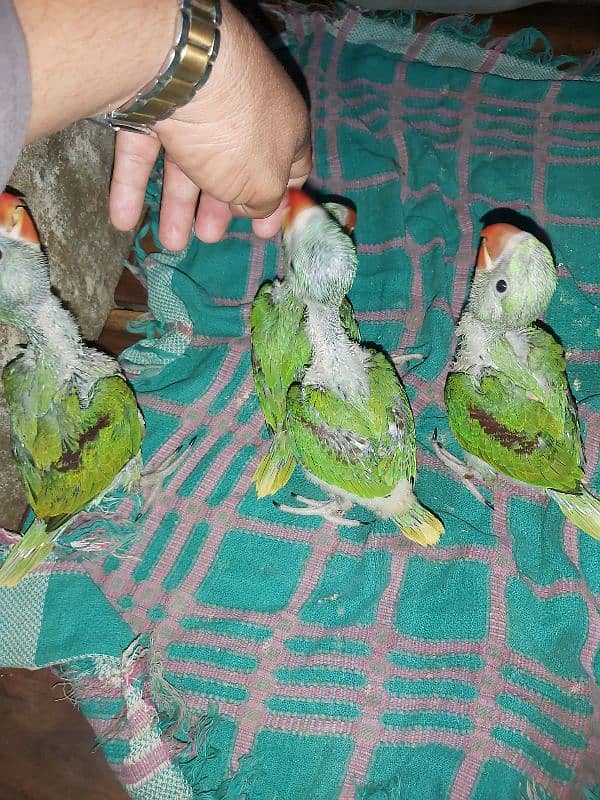 Raw parrots 2