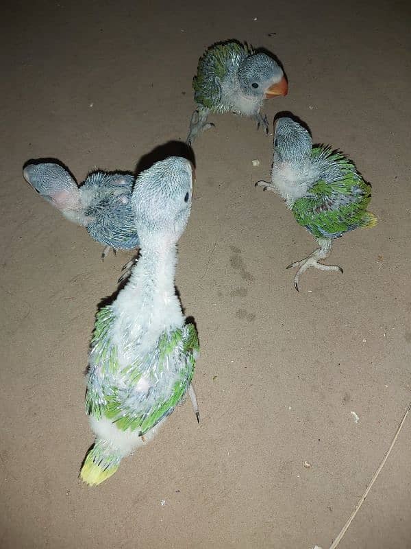 Raw parrots 3