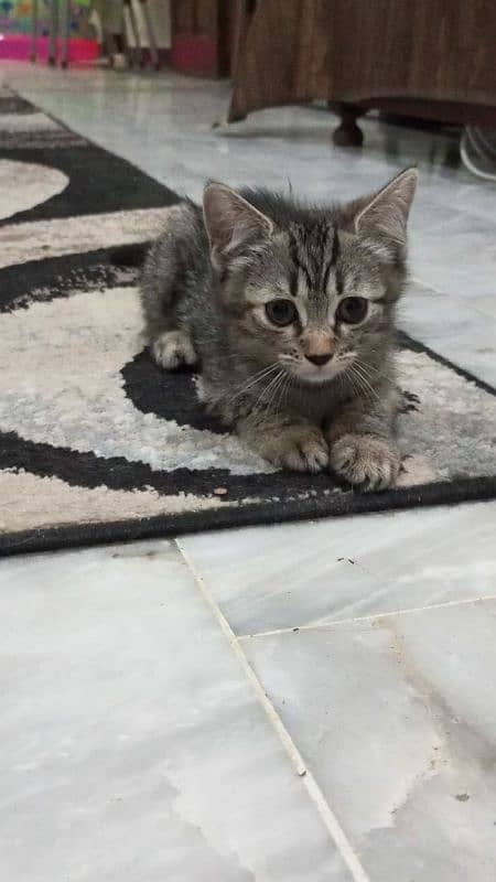 Semi persian kittens5mi 1