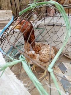 Aseel hens for sale