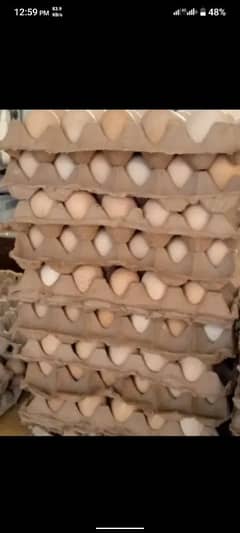 Desi Eggs Are available for Sale in Sham Ke Bhattain Near Manga Mandi 0