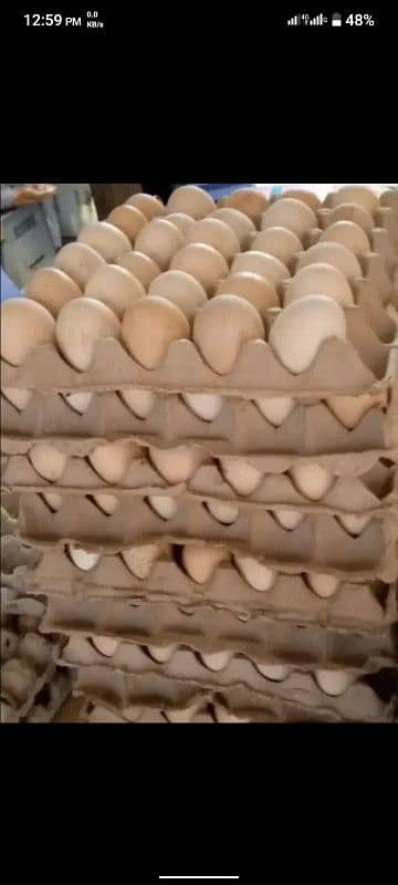 Desi Eggs Are available for Sale in Sham Ke Bhattain Near Manga Mandi 1