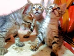 Persian Kittens Double Coated