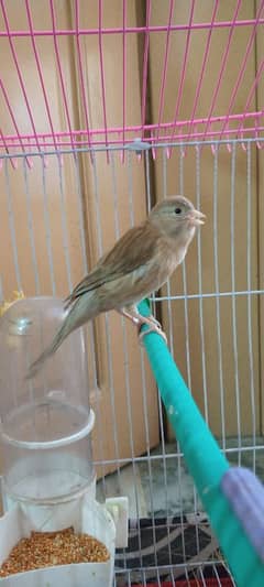 Canary Female