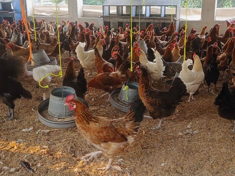 Golden misri, australorp, Rir, Lohman brown 9