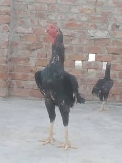 Black shamo aseel female for sale / eggs also available this paier