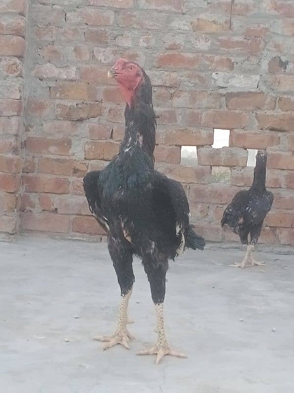 Black shamo aseel female for sale / eggs also available this paier 0