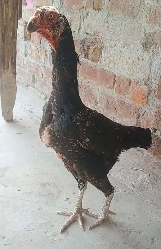 Black shamo aseel female for sale / eggs also available this paier 1