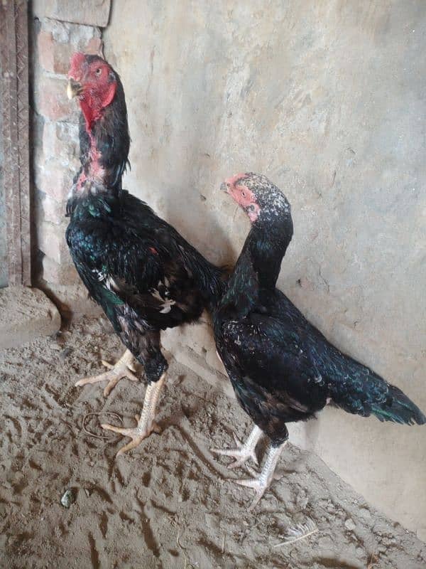 Black shamo aseel female for sale / eggs also available this paier 2