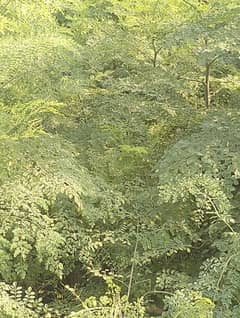 moringa leaf, powder,seed and roots