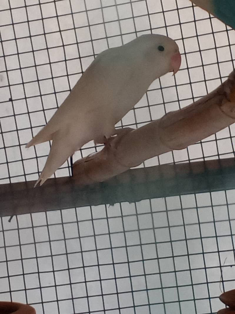 Love bird albino pestle ino and blue fisher split ino 5