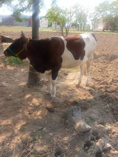 Nasli Friesian Cow, نسلی فریزین گاے 0