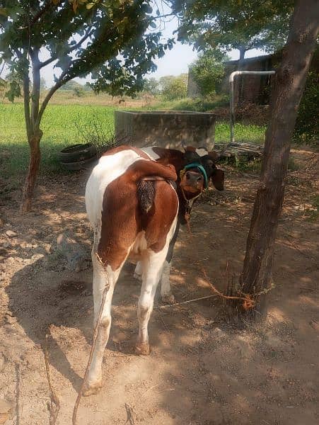 Nasli Friesian Cow, نسلی فریزین گاے 1