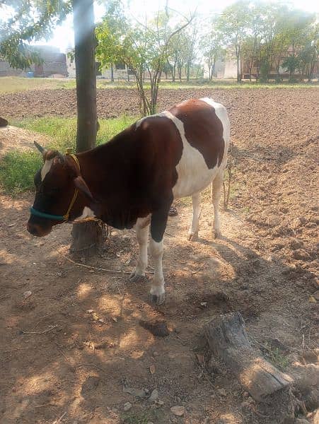 Nasli Friesian Cow, نسلی فریزین گاے 2