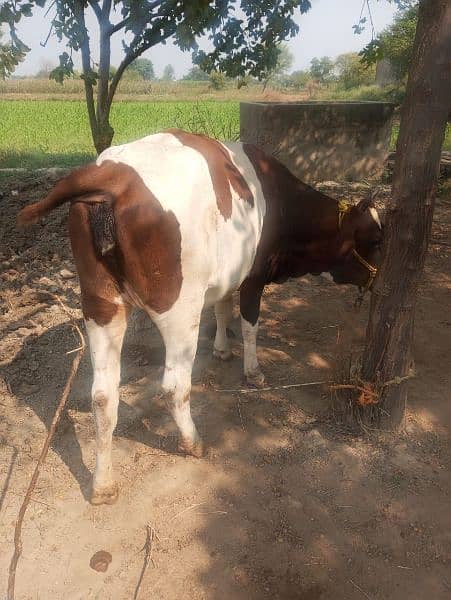 Nasli Friesian Cow, نسلی فریزین گاے 3