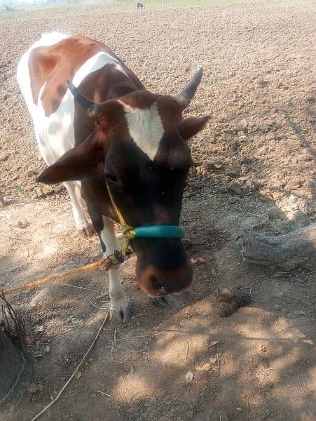 Nasli Friesian Cow, نسلی فریزین گاے 4