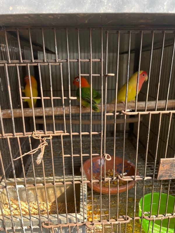 Lovebirds full grunted breeder pair for sale home breed 1