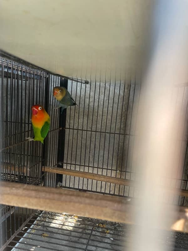 Lovebirds full grunted breeder pair for sale home breed 2