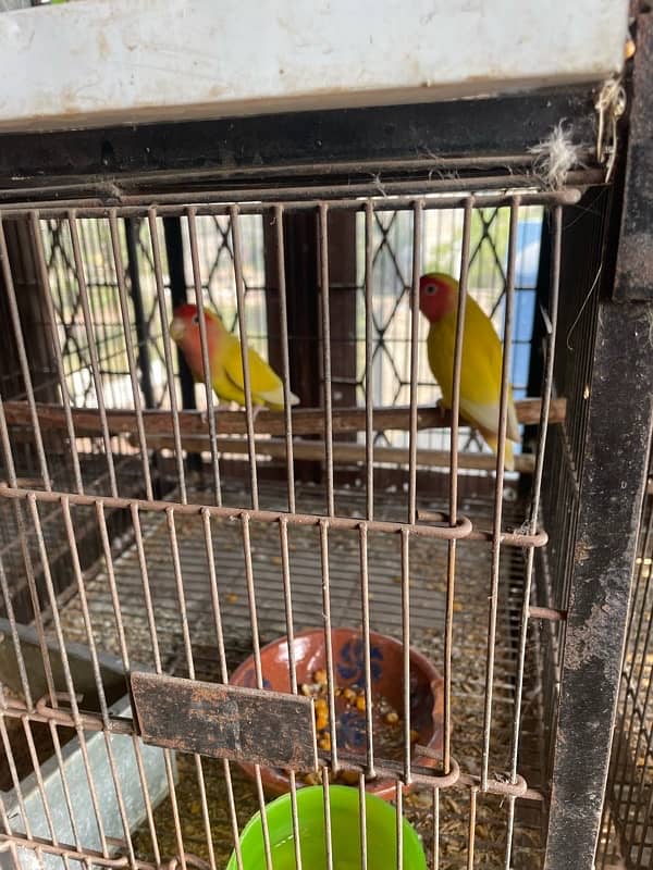 Lovebirds full grunted breeder pair for sale home breed 3