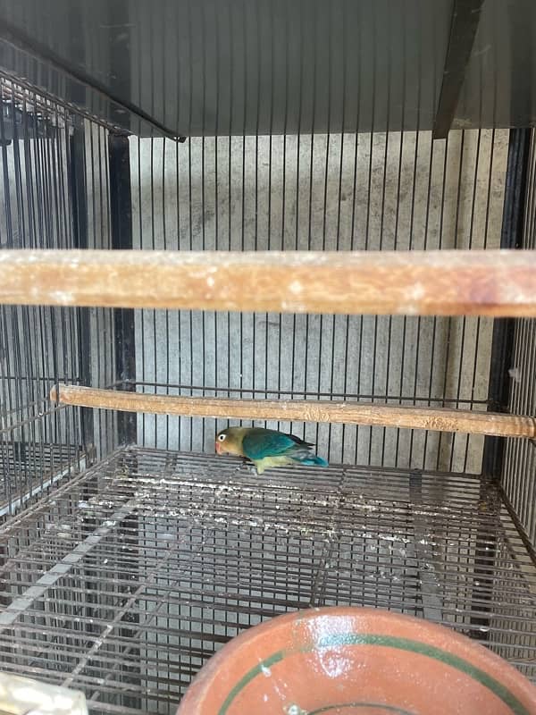 Lovebirds full grunted breeder pair for sale home breed 4