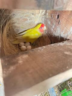 Lovebirds full grunted breeder pair for sale home breed 0