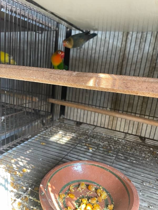 Lovebirds full grunted breeder pair for sale home breed 5