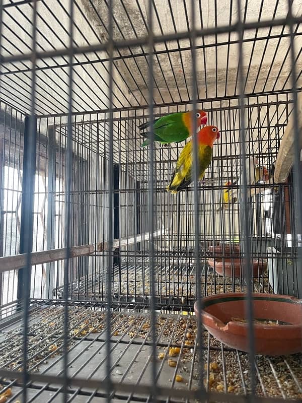 Lovebirds full grunted breeder pair for sale home breed 6