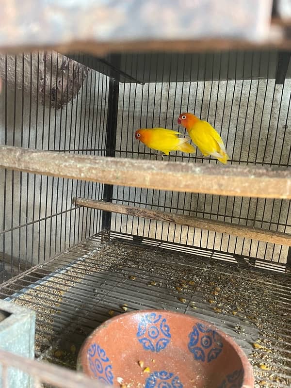 Lovebirds full grunted breeder pair for sale home breed 7