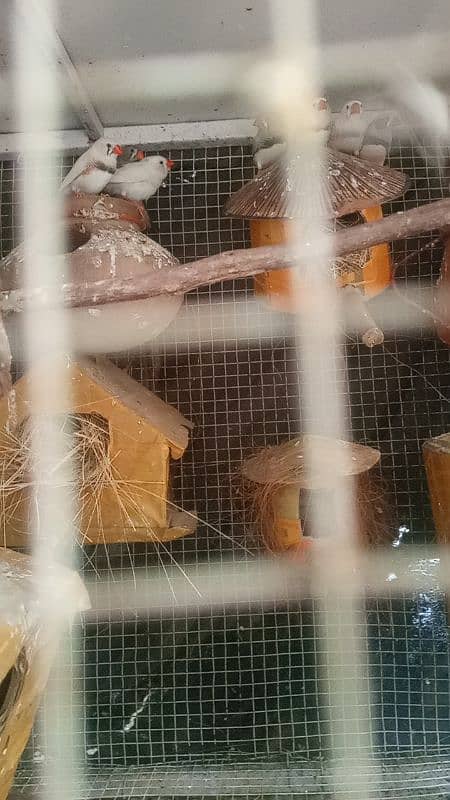 Zebra finches 0