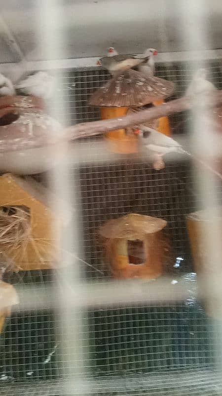 Zebra finches 1