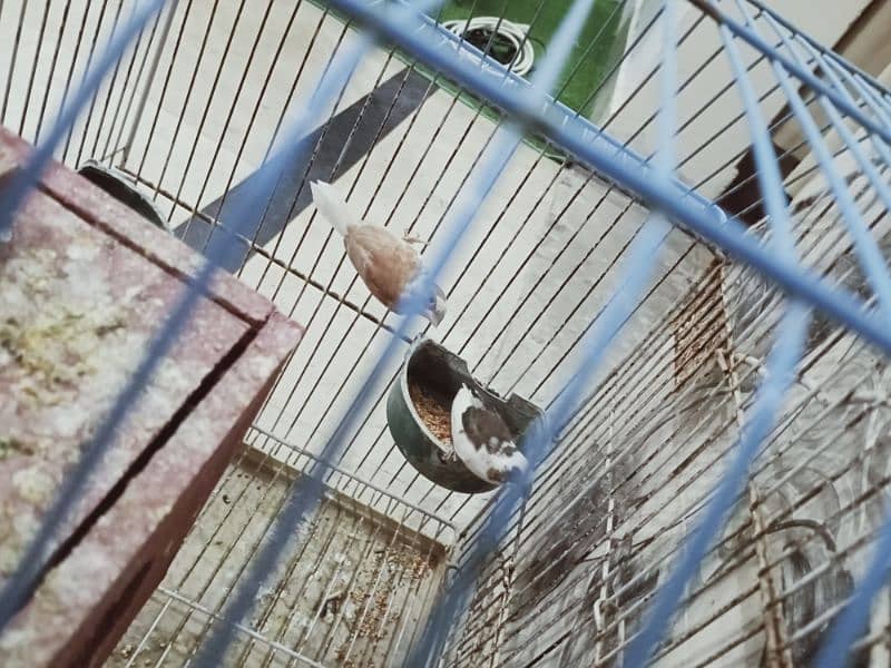 bangles finch breeder pair beautiful colour active and healthy 2