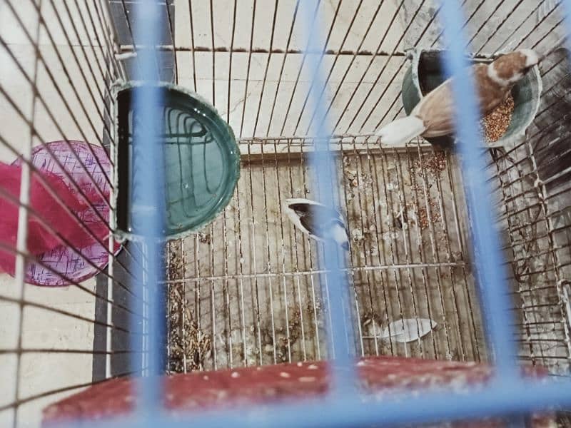 bangles finch breeder pair beautiful colour active and healthy 4