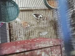 bangles finch breeder pair beautiful colour active and healthy