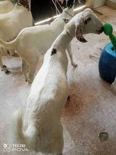 50000 per bakra khasi mundy bakry khery hai charo 03162004173