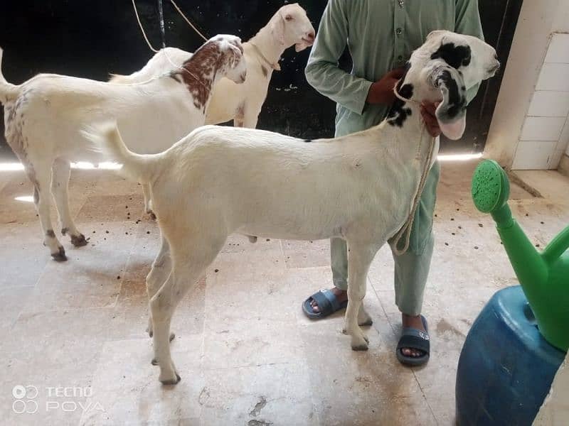 50000 per bakra khasi mundy bakry khery hai charo 03162004173 1