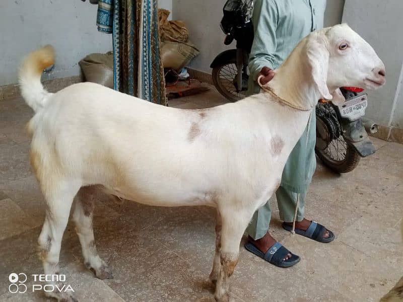 50000 per bakra khasi mundy bakry khery hai charo 03162004173 2