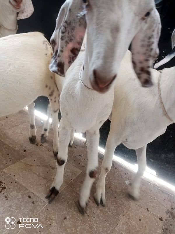 50000 per bakra khasi mundy bakry khery hai charo 03162004173 6