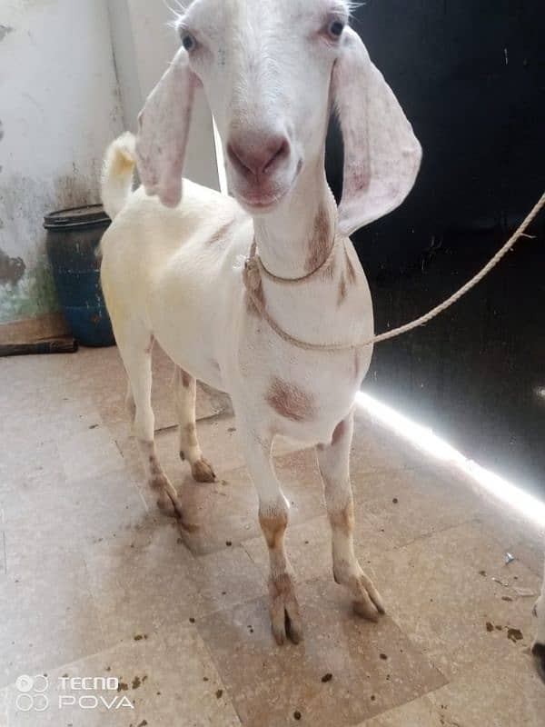 50000 per bakra khasi mundy bakry khery hai charo 03162004173 8