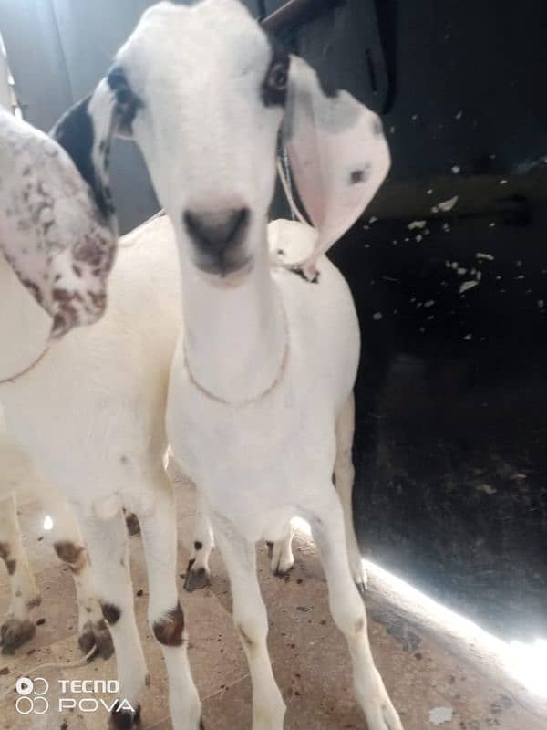 50000 per bakra khasi mundy bakry khery hai charo 03162004173 9