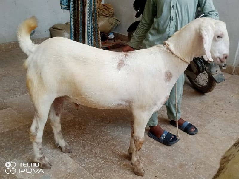 50000 per bakra khasi mundy bakry khery hai charo 03162004173 11