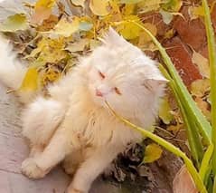 Persian stud  Male cat for sale 0