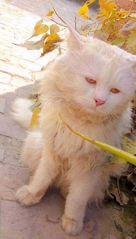 Persian stud  Male cat for sale 1