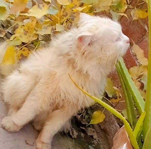 Persian stud  Male cat for sale 2