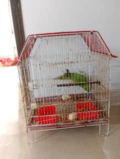 parrot