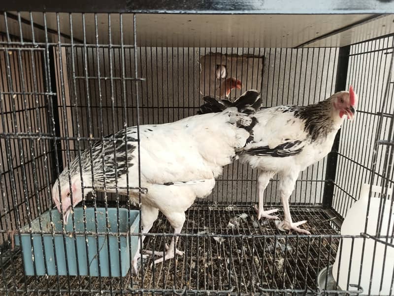 Light Sussex pair pure / hens / aseel / shamo / chicks / fancy / hen 1