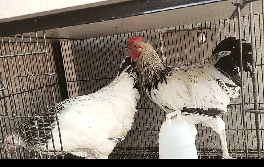 Light Sussex pair pure / hens / aseel / shamo / chicks / fancy / hen 2