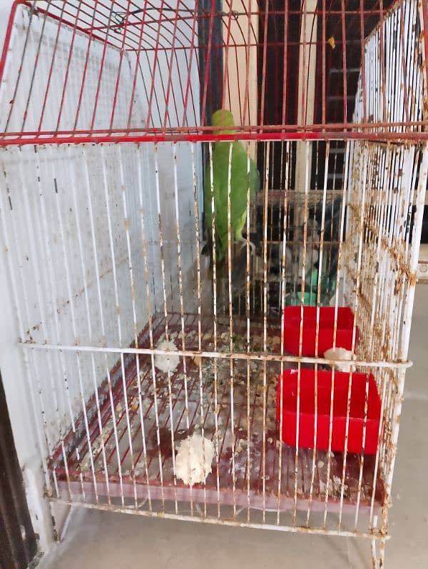 parrot 1