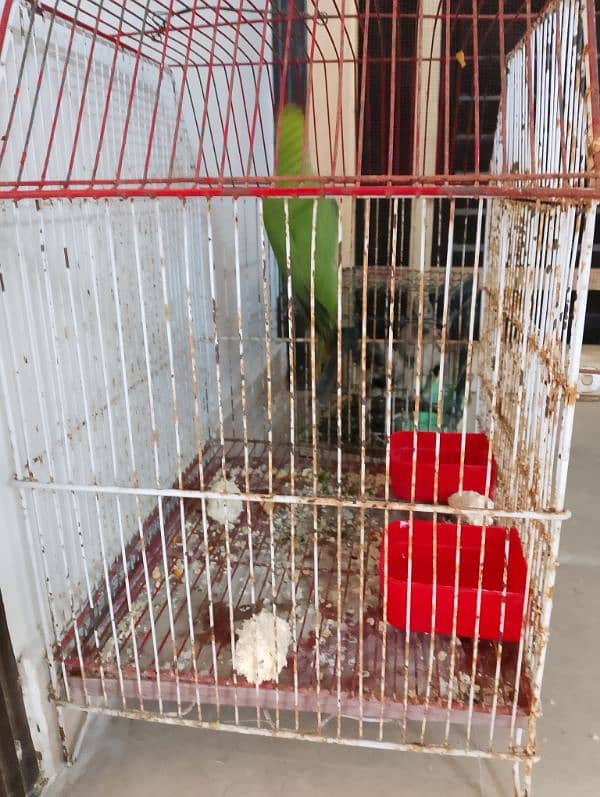 parrot 2