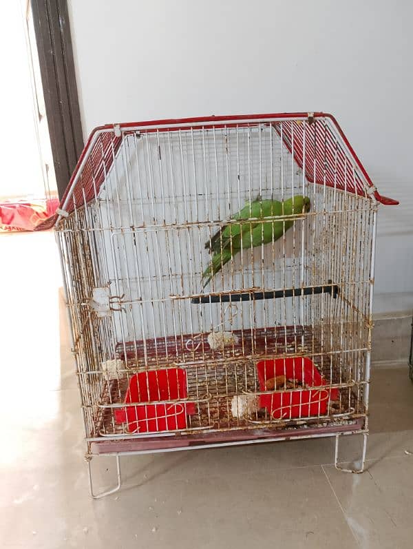 parrot 3